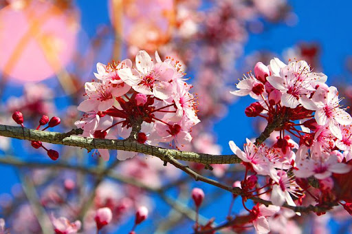 شکوفه‌های گیلاس
