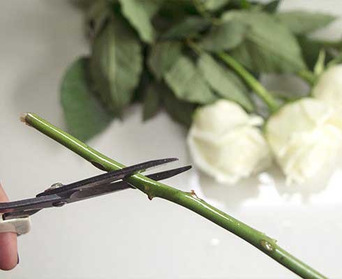 برش صحیح ساقه گل شاخه بریده با زاویه ۴۵ درجه برای افزایش ماندگاری