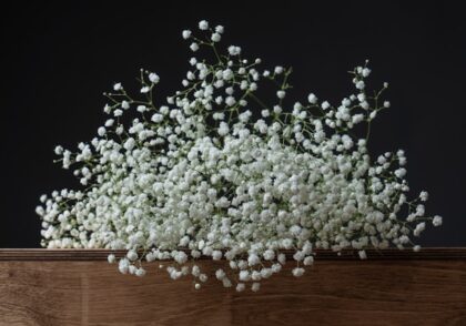 گل عروس (ژیپسوفیلا)