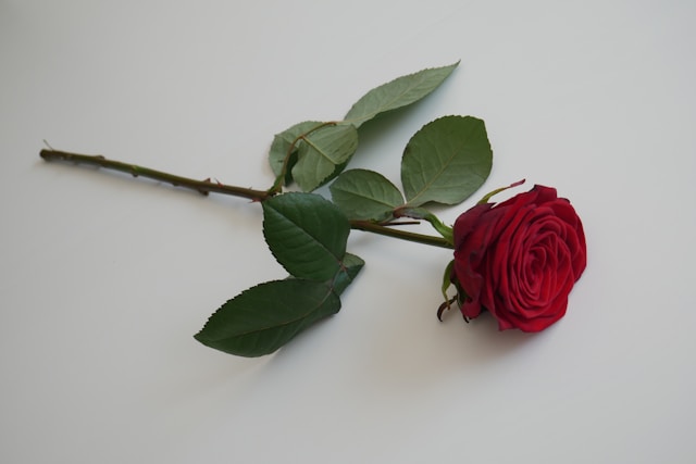 برش صحیح ساقه گل رز برای افزایش عمر گل