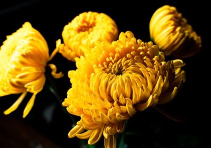 هنر ماندگاری گل داوودی