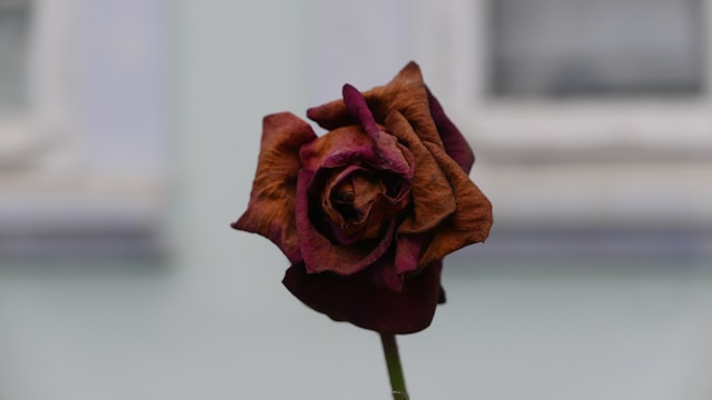 سیاه شدن گل رز